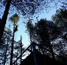 TALA Y PODA EN ALTURA DE ÁRBOLES  JAÉN
