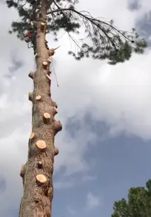 TALA Y PODA EN ALTURA
