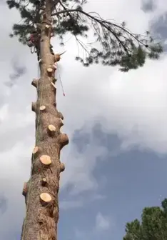 Tala y poda en altura de árboles en Jaén y provincia