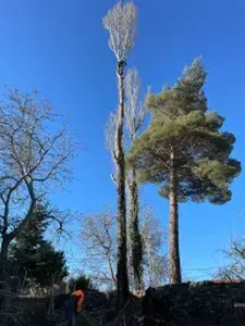 Podas y talas de árboles en altura